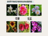12.彩墨花卉沪教版美术五年级上册课件