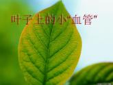 二年級下冊 課件 8葉子上的小“血管”小學美術(shù)人教