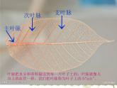 二年級下冊 課件 8葉子上的小“血管”小學美術(shù)人教