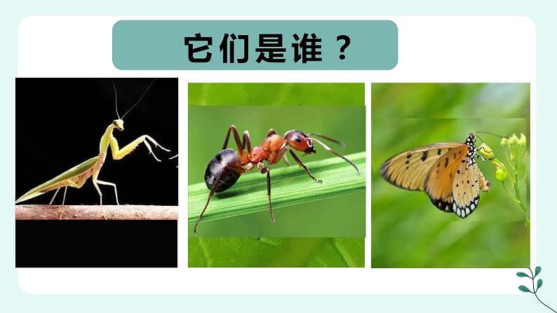 小学美术 一年级《昆虫王国》ppt 课件01