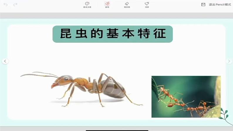 小学美术 一年级《昆虫王国》ppt 课件05