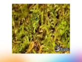 湖南美术出版社小学美术一年级下册 16. 变色龙(1) 课件