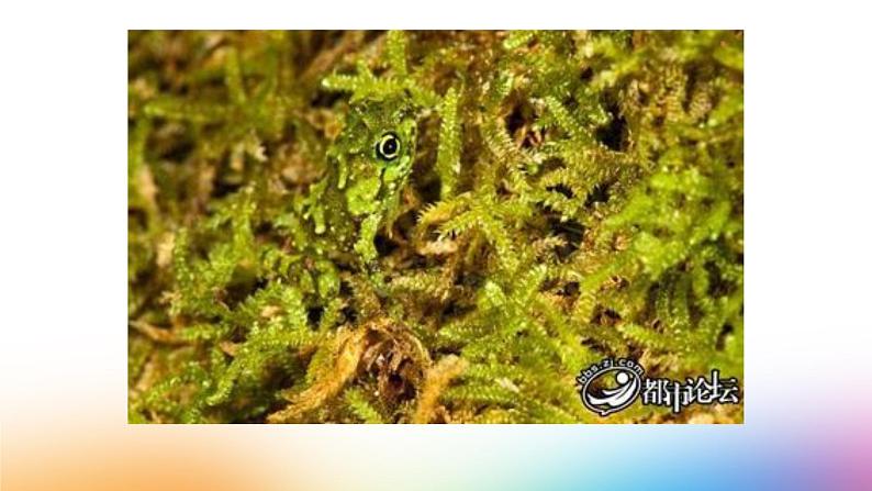 湖南美术出版社小学美术一年级下册 16. 变色龙(1) 课件02