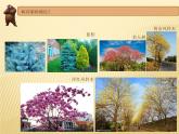 湖南美术出版社小学美术一年级下册 21. 小树快快长(2) 课件