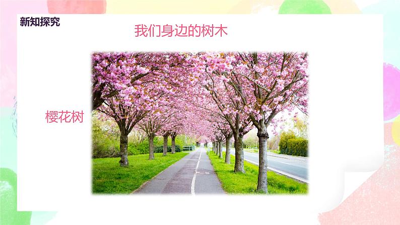 人美版美术二下3.《认识身边的树》课件+教学设计07