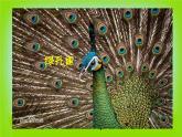 二年級下冊 課件 7美麗的孔雀 小學(xué)美術(shù)人教