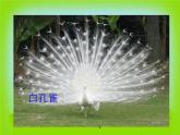 二年級下冊 課件 7美麗的孔雀 小學(xué)美術(shù)人教
