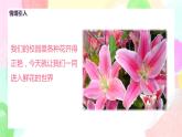 人美版美术一下19.《花的世界》课件+教学设计