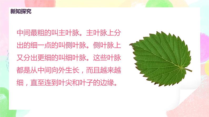 人教版美术二下8.《叶子上的小“血管”》课件第7页