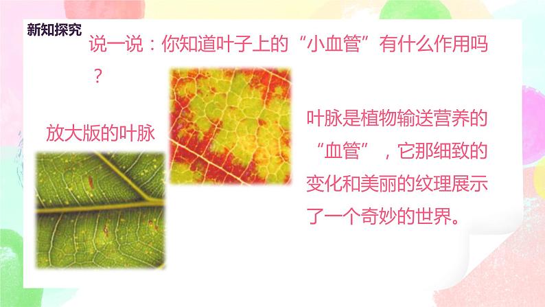 人教版美术二下8.《叶子上的小“血管”》课件第8页