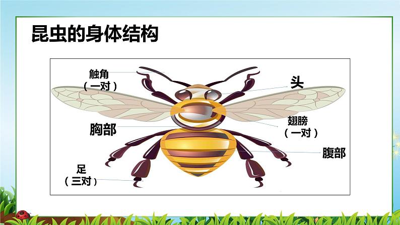 6.昆虫王国 一年级下册 岭南版小学美术课件PPT第5页