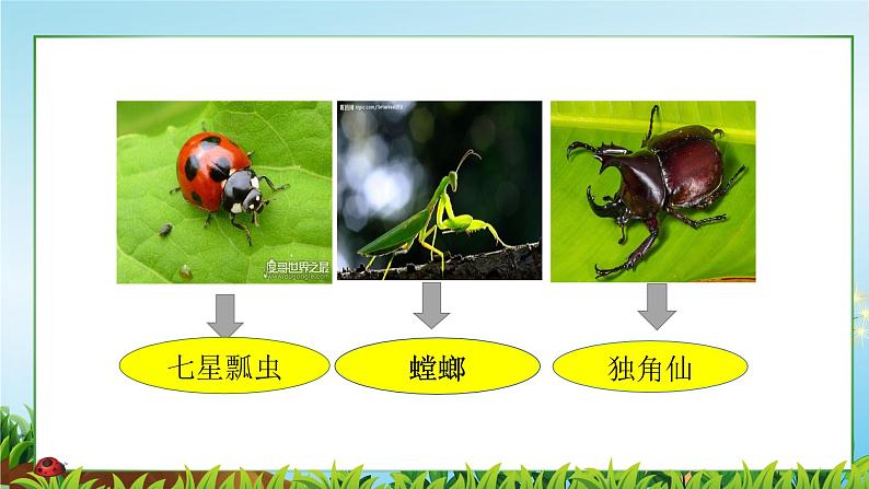 6.昆虫王国 一年级下册 岭南版小学美术课件PPT第7页