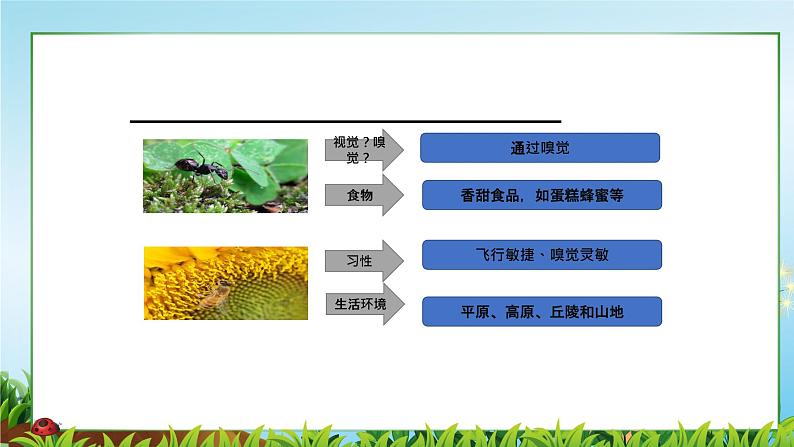 6.昆虫王国 一年级下册 岭南版小学美术课件PPT第8页