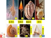 9.海螺和海星 一年级下册 岭南版小学美术课件PPT