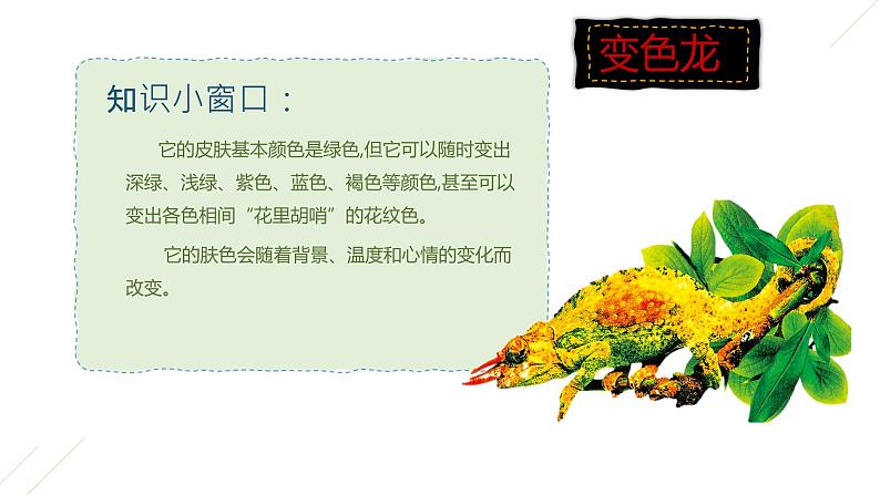 11.动物的“花衣裳” 一年级下册 岭南版小学美术课件PPT第8页