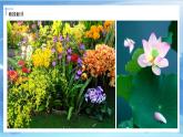 第一課《植物寫(xiě)生》課件+教案