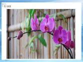 第一課《植物寫(xiě)生》課件+教案
