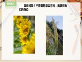人教版四下美術(shù)  第12課《平凡的美》（課件+教案）