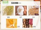人教版四下美術(shù)  第3課《“五谷”作畫》（課件+教案）