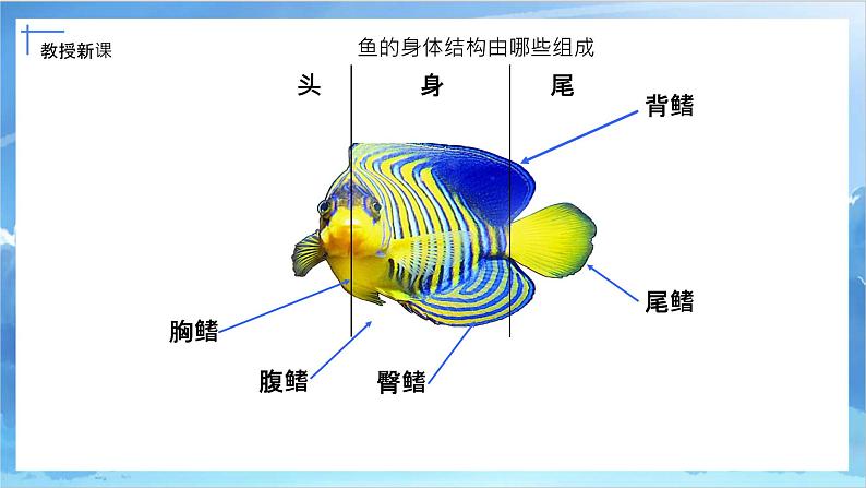 第九课《用彩墨画鱼》课件+教案07