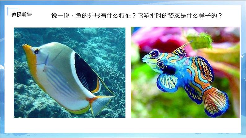 第九课《用彩墨画鱼》课件+教案08