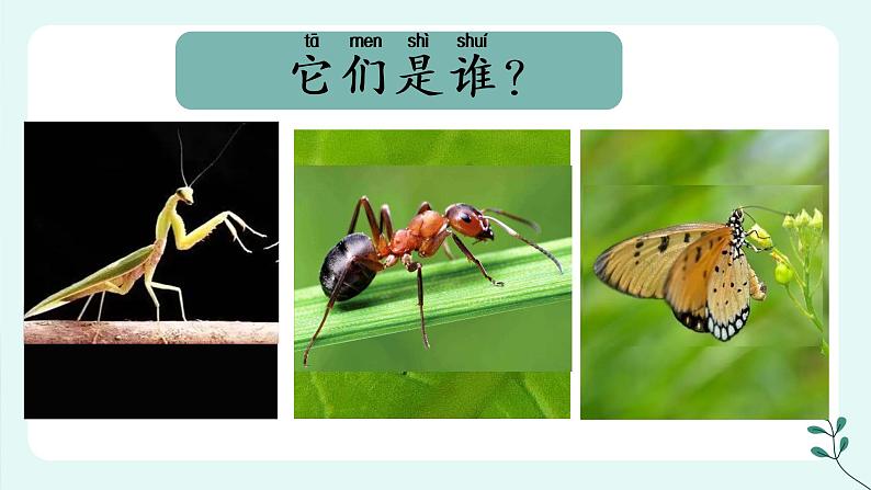 6《昆虫王国》 （课件+教案）01