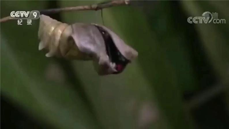 6《昆虫王国》 （课件+教案）03