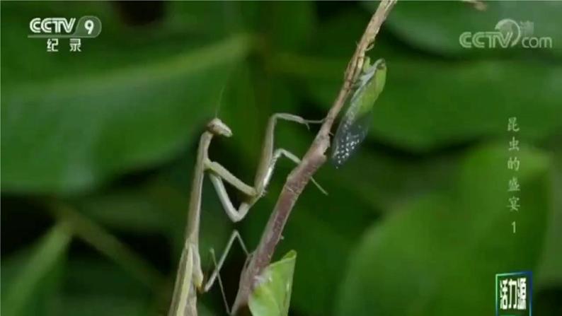 6《昆虫王国》 （课件+教案）04