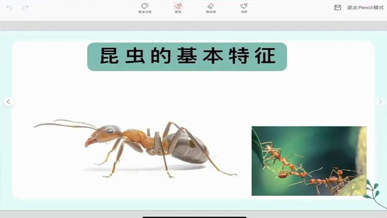 6《昆虫王国》 （课件+教案）05