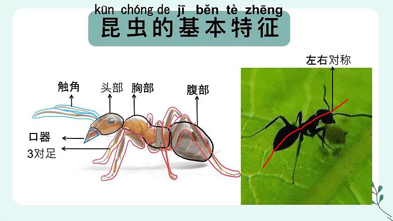 6《昆虫王国》 （课件+教案）06