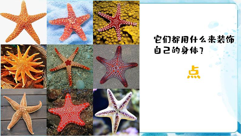 9《海螺和海星》 （课件+教案+素材）06