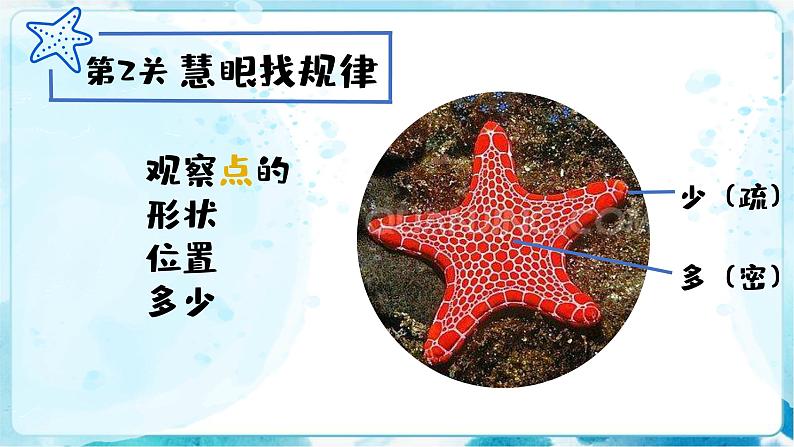 9《海螺和海星》 （课件+教案+素材）07