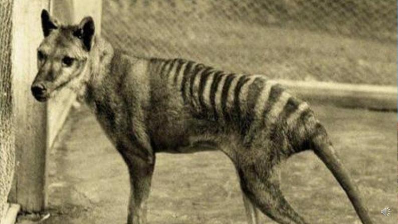 19《我们的动物乐园》 课件第7页