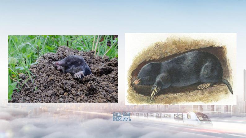 7 现代城市的地下世界 （课件+教案）06