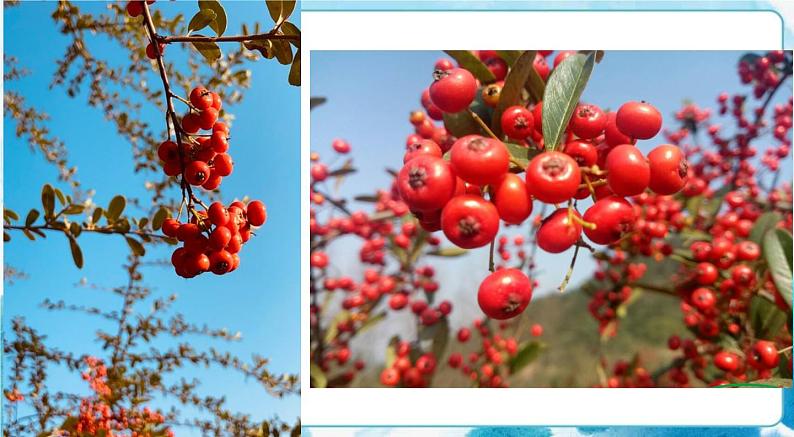 16《冬日的乐趣》 （课件+教案）08