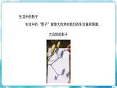第17課《畫影子》精品（課件）