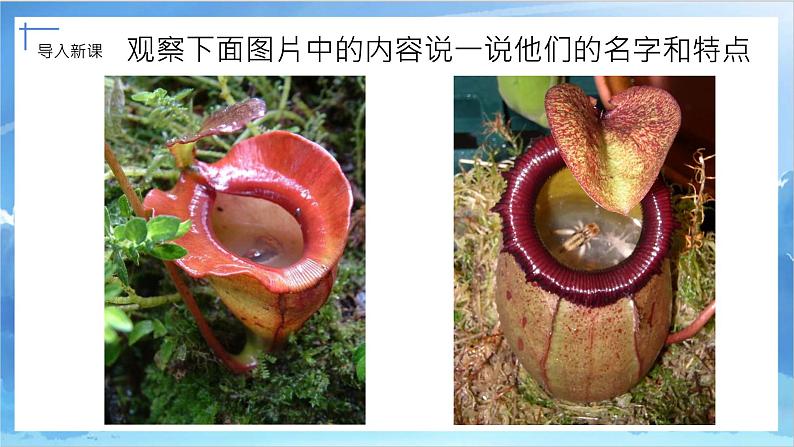 第二课《吃虫草》课件+教案02