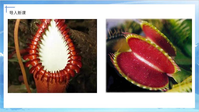 第二课《吃虫草》课件+教案03