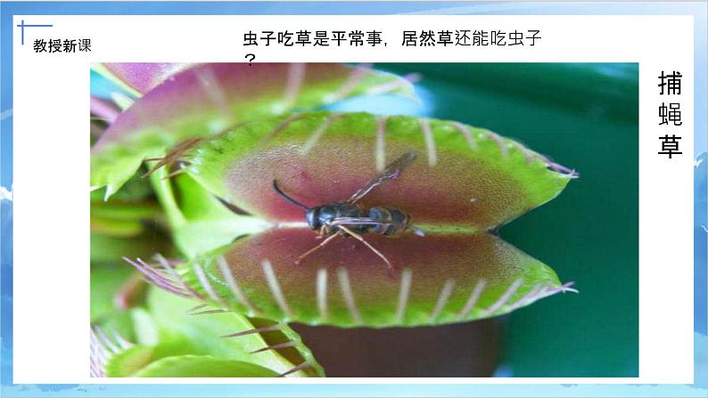 第二课《吃虫草》课件+教案04