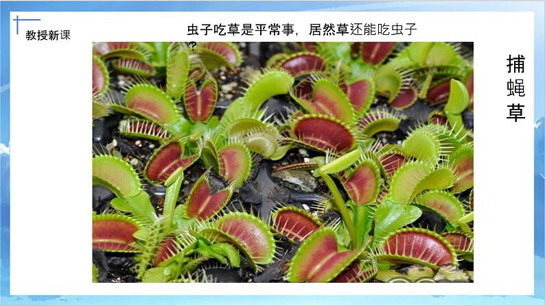 第二课《吃虫草》课件+教案05