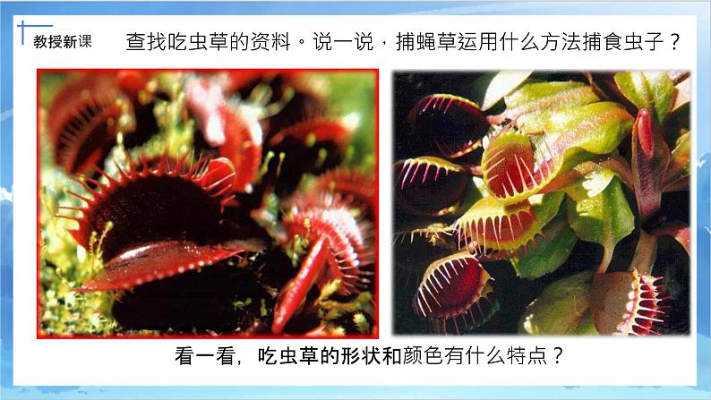 第二课《吃虫草》课件+教案06