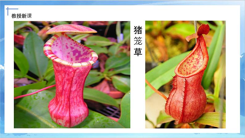 第二课《吃虫草》课件+教案07