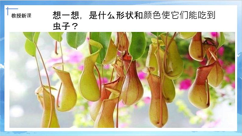 第二课《吃虫草》课件+教案08