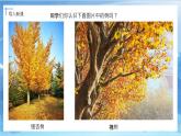 第三課《認識身邊的樹》課件+教案