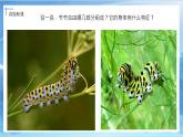 第六課《節(jié)節(jié)蟲》課件+教案