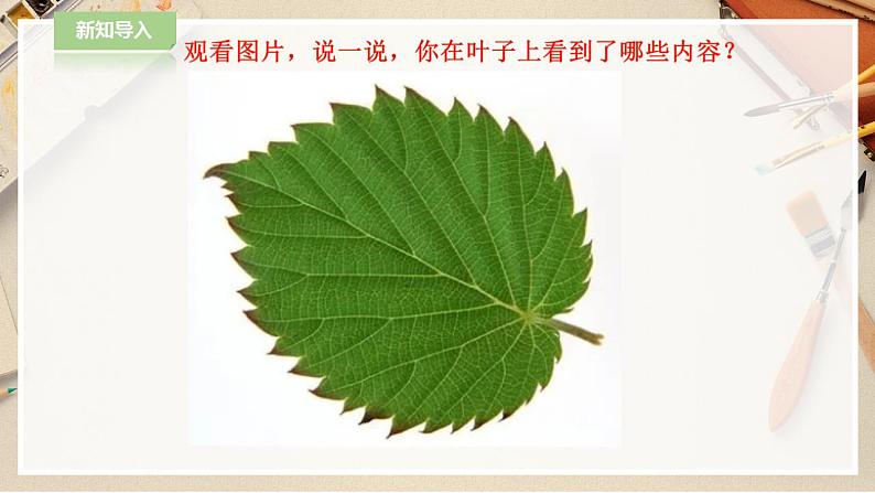 人教版 美术 二年级下册 第八课《叶子上的小“血管“》课件第2页