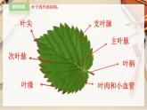 【人教版】二下美術 第八課《葉子上的小“血管”》（課件+教案）