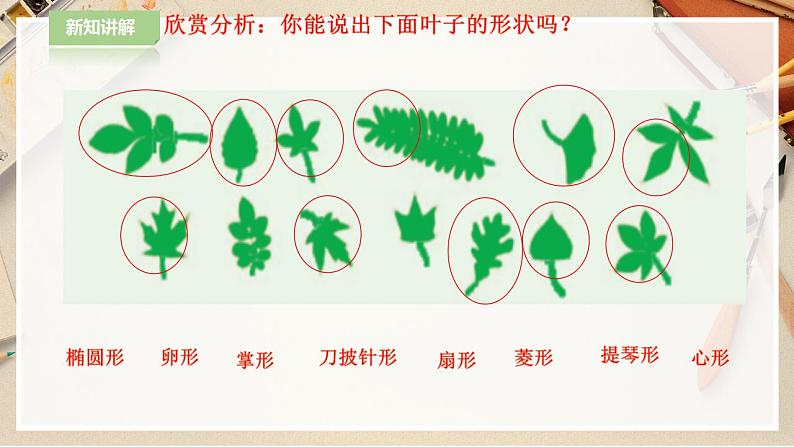 人教版 美术 二年级下册 第八课《叶子上的小“血管“》课件第6页