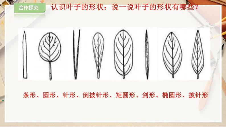 人教版 美术 二年级下册 第八课《叶子上的小“血管“》课件第7页