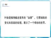 第8課 葉子上的小“血管” 人教版 美術(shù)二年級下冊課件